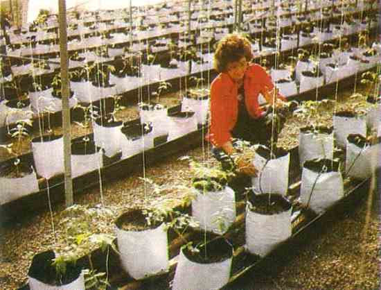 Tomato seedlings beginning their lives in hydroponic bags.